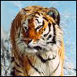 Рината